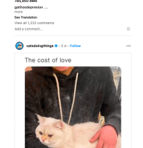 Instagram feed with cat posts